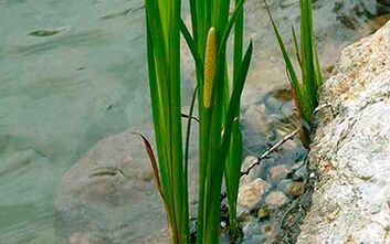 Calamus swamp, the root of which is used to increase male potency