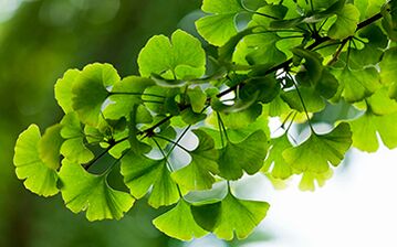 Ginkgo Biloba heals the male body and improves blood flow to the pelvic organs