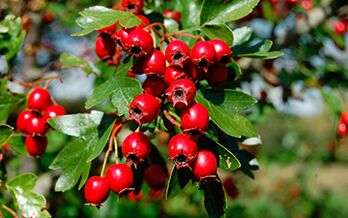 Hawthorn improves a man's libido but may lower blood pressure