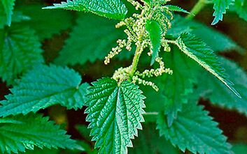 Nettle - a medicinal herb for men's health