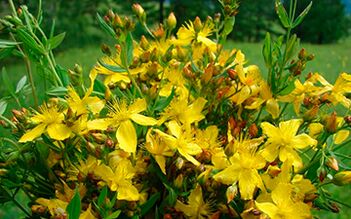 St. John's Wort is a powerful natural aphrodisiac and antidepressant for men