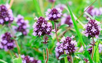 Thyme is useful for potency, but it has contraindications to use